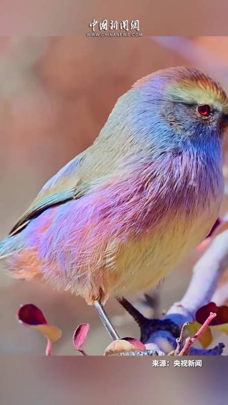 见者好运小鸟把彩虹披身上了你能数清它身上有多少种颜色吗