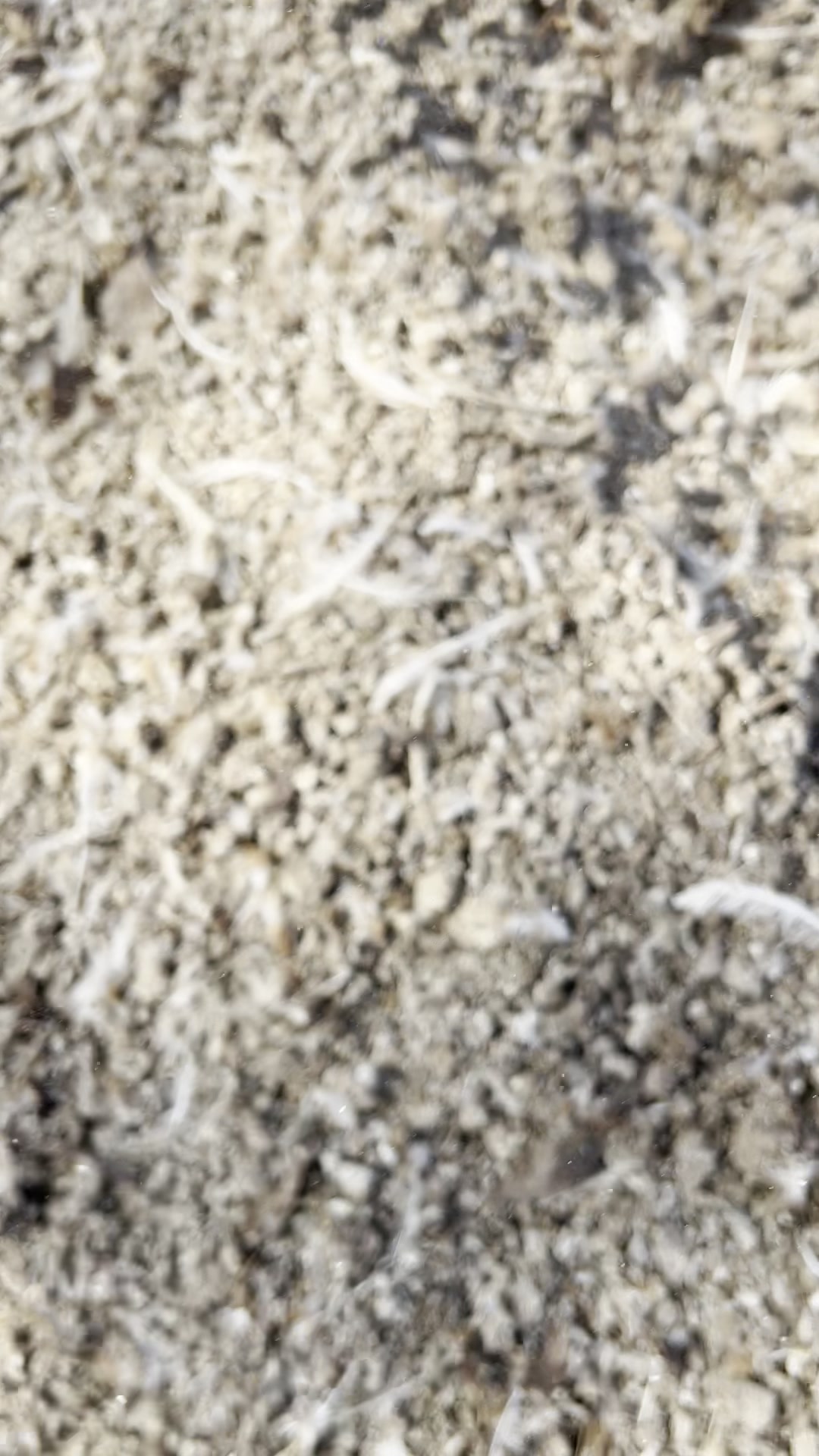 鹌鹑粪养地瓜苗好不好?