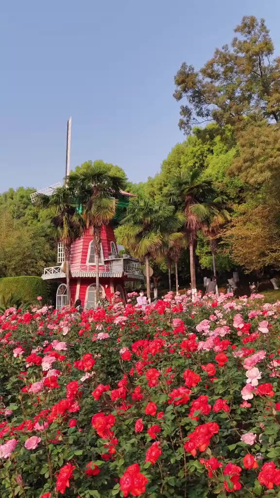 曲靖的浪漫从赏樱花开始就没停止过,现在又是月季花开正当时,花都开了