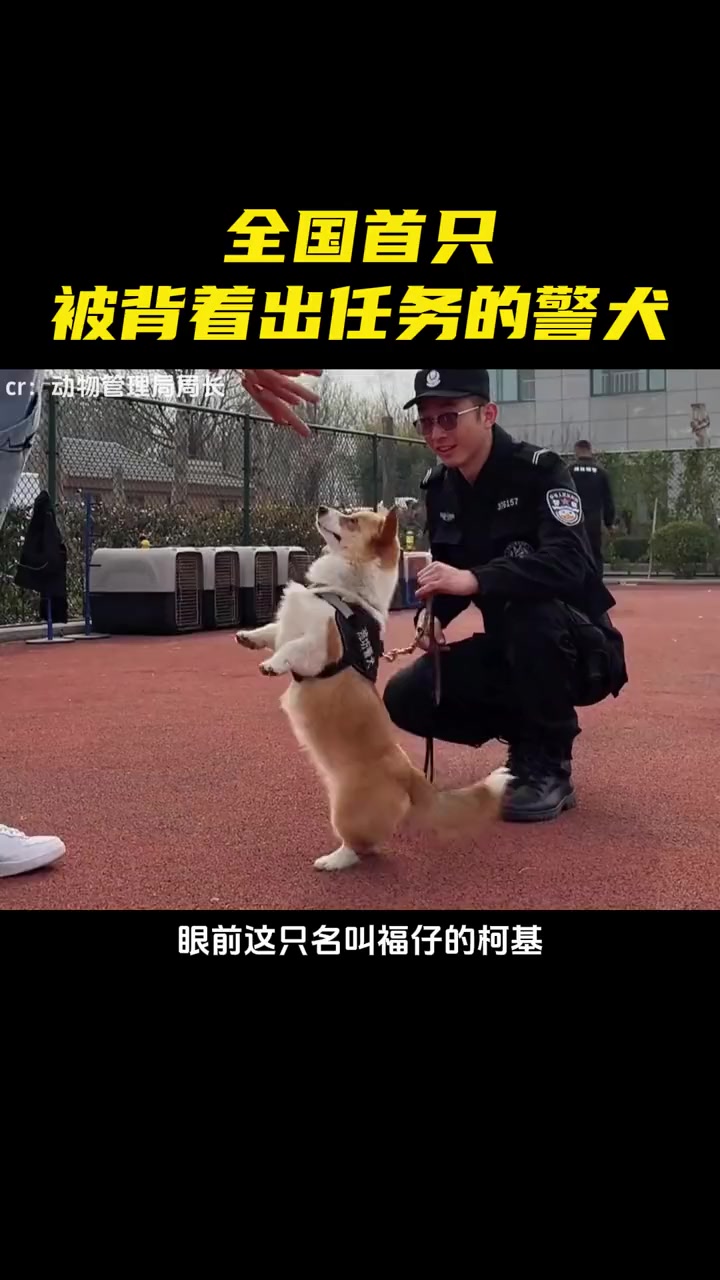 腿短柯基也能当警犬 柯基 警犬柯基 万万没想到