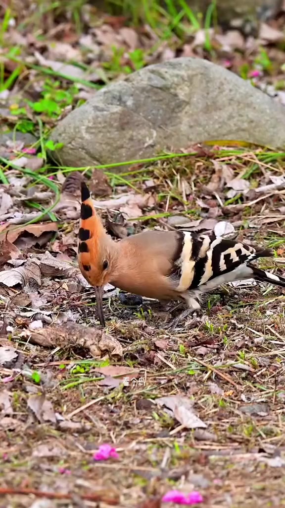 戴胜鸟开屏了 奇妙的动物 有趣的动物 难得一见 百度