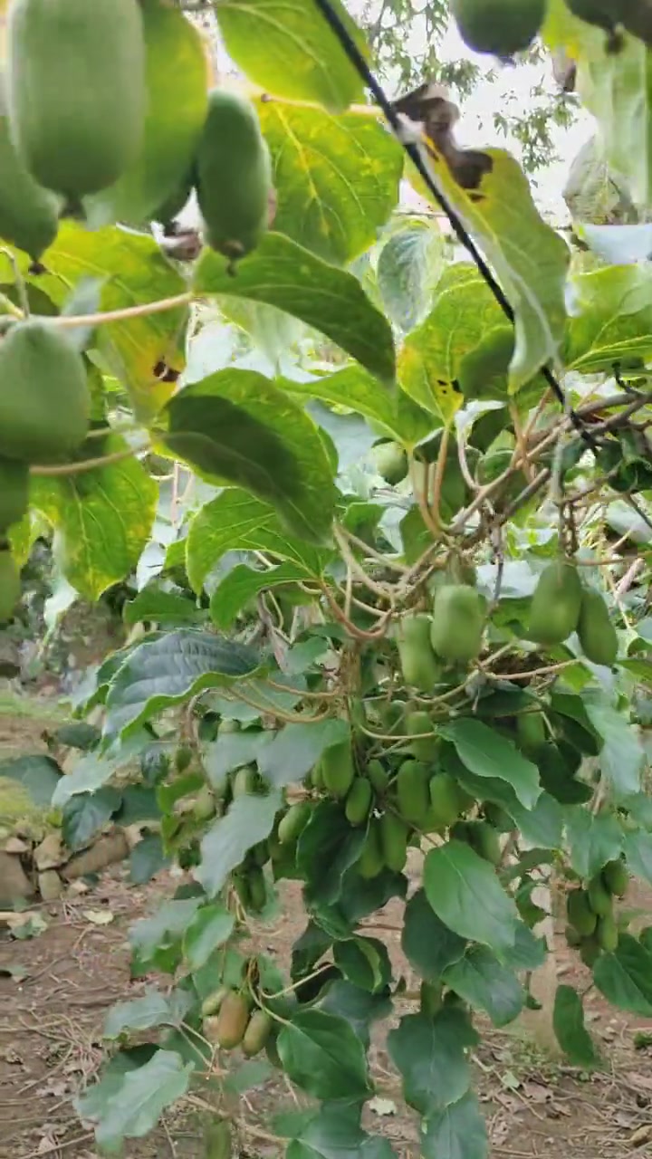 软枣猕猴桃树苗,辽宁丹东原产地直发!