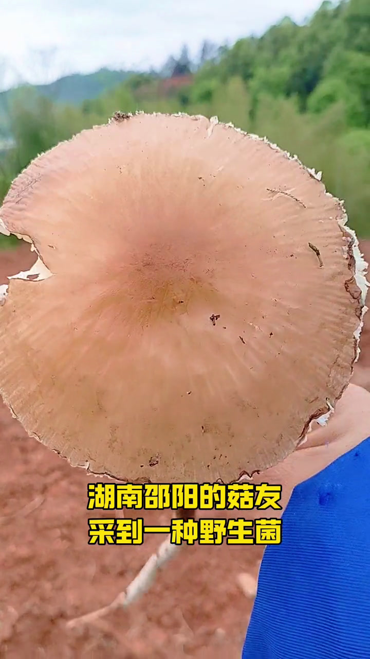 第504集|形似鸡枞的可食野生菌:卵孢长根菇 形似鸡枞的可食野生菌:卵