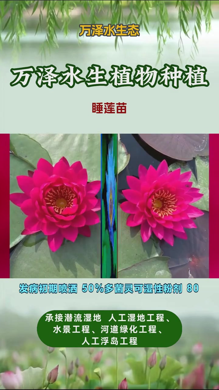 批发睡莲的种苗 睡莲苗 睡莲的种苗那里买 购买睡莲幼苗 睡莲种苗定价