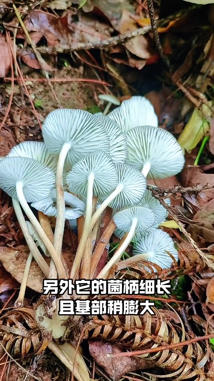 第515集|生有假根却非鸡枞的美味野生菌:卵孢长根菇 生有假根却非鸡枞