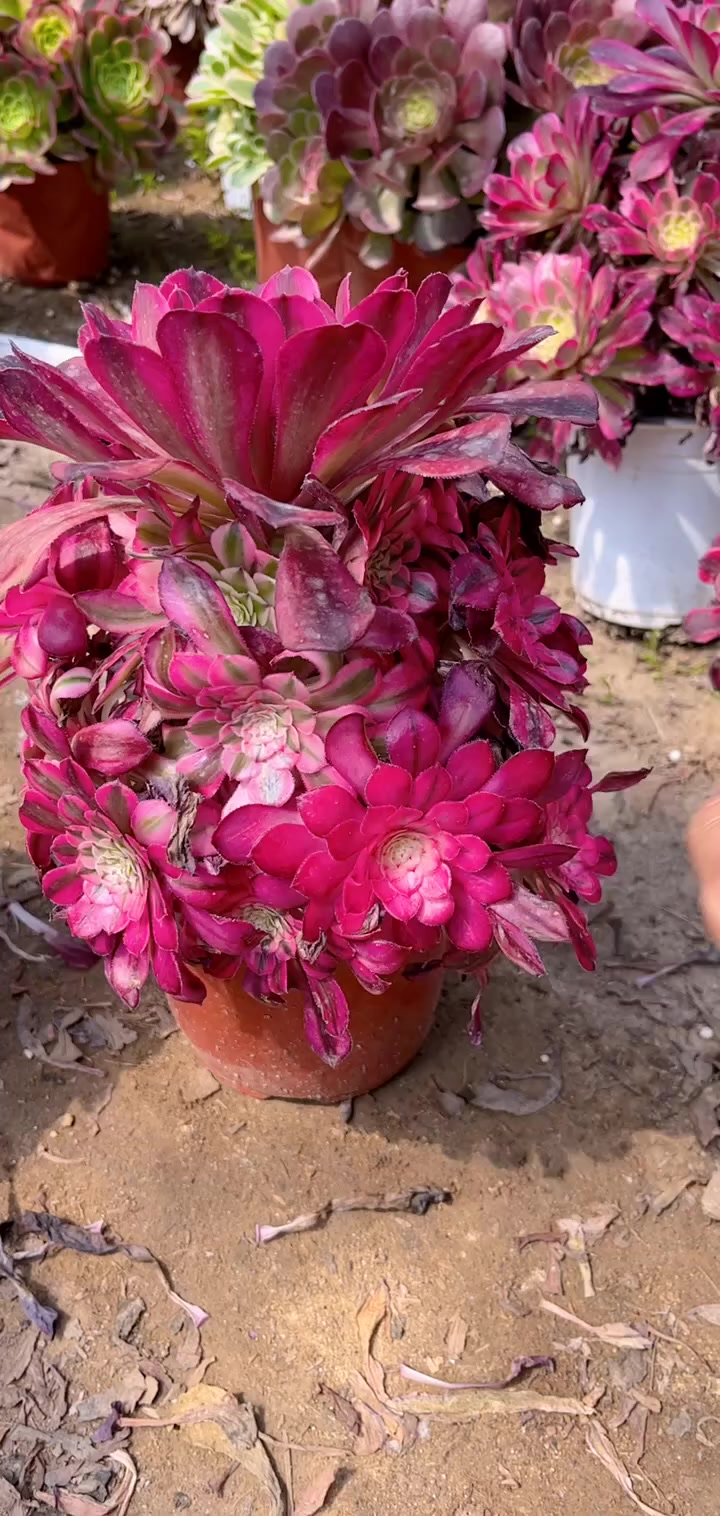 我推荐了 多肉植物莲花掌系列舞天姬大老桩,快来看看!