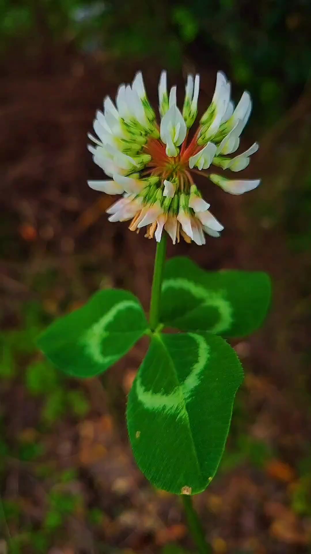 三叶草的花语是
