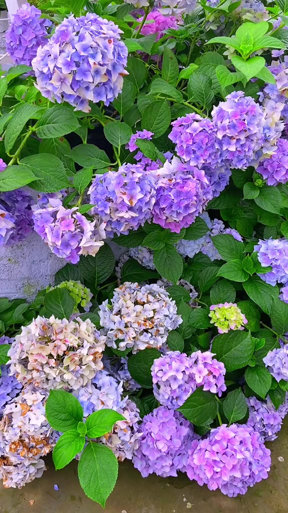 捕捉身边的花草绣球