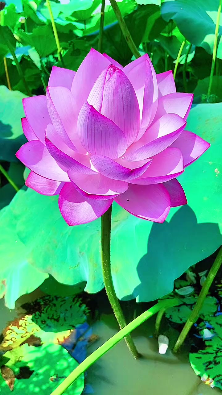 心如莲花出淤泥而不染荷花飘香