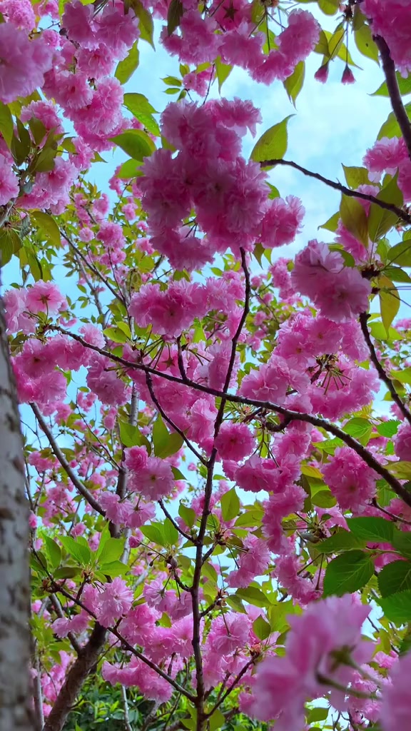 烂漫春光好赏花正当时