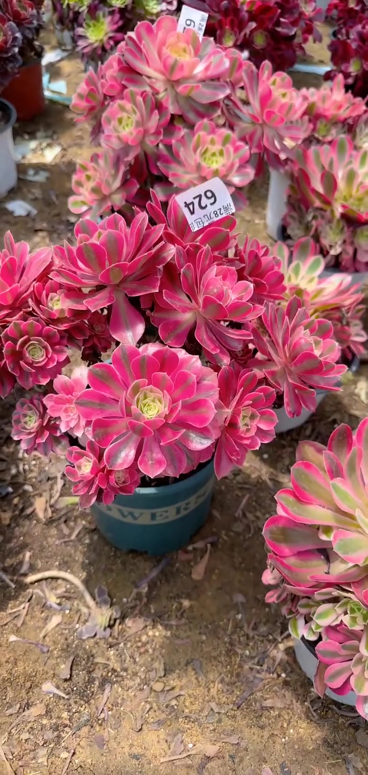 多肉植物莲花掌系列舞天姬大老桩左下角小黄车可以下单