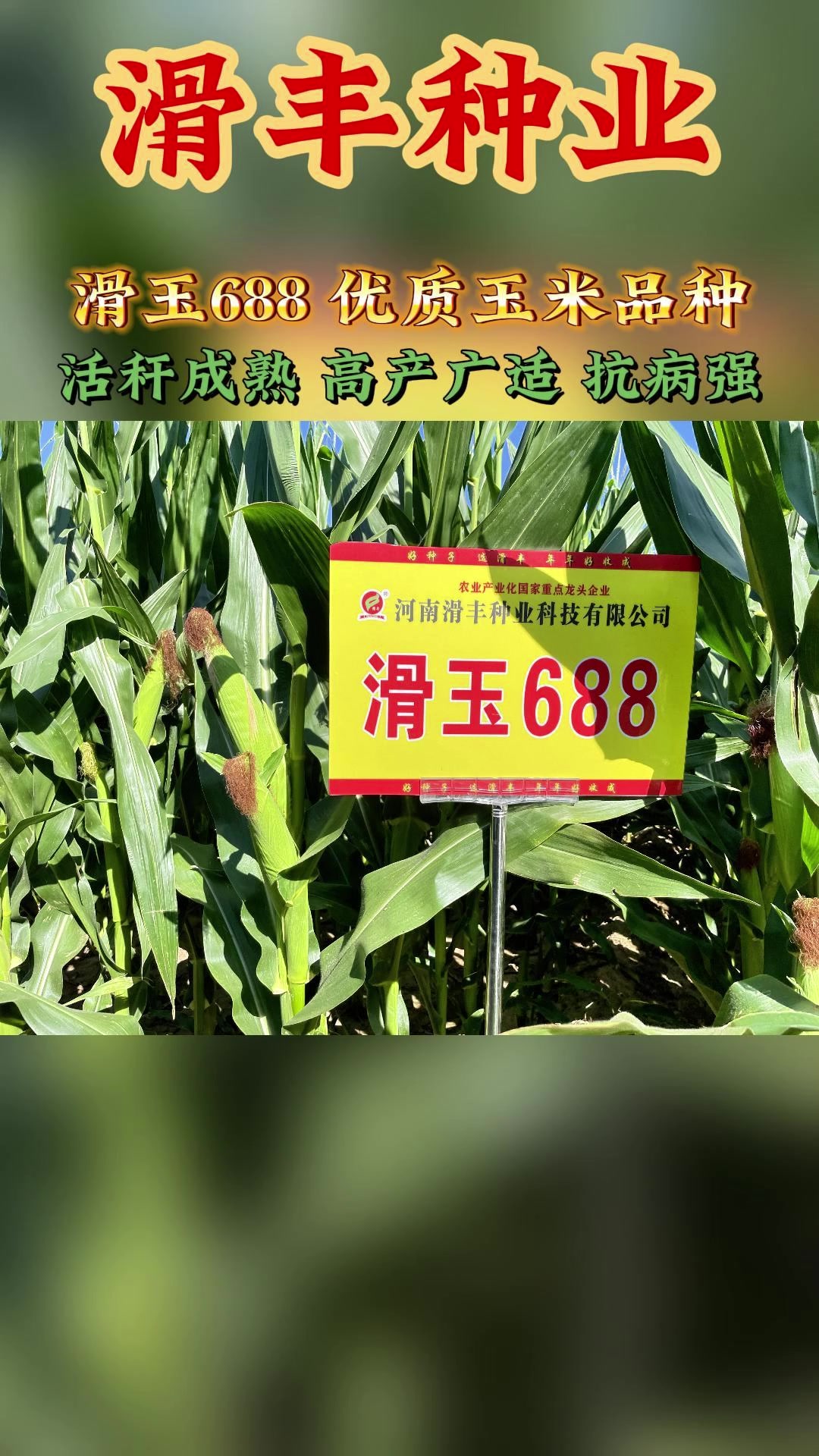 滑玉688,优质玉米品种!