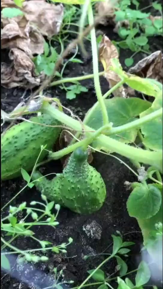 野生黄瓜黄瓜