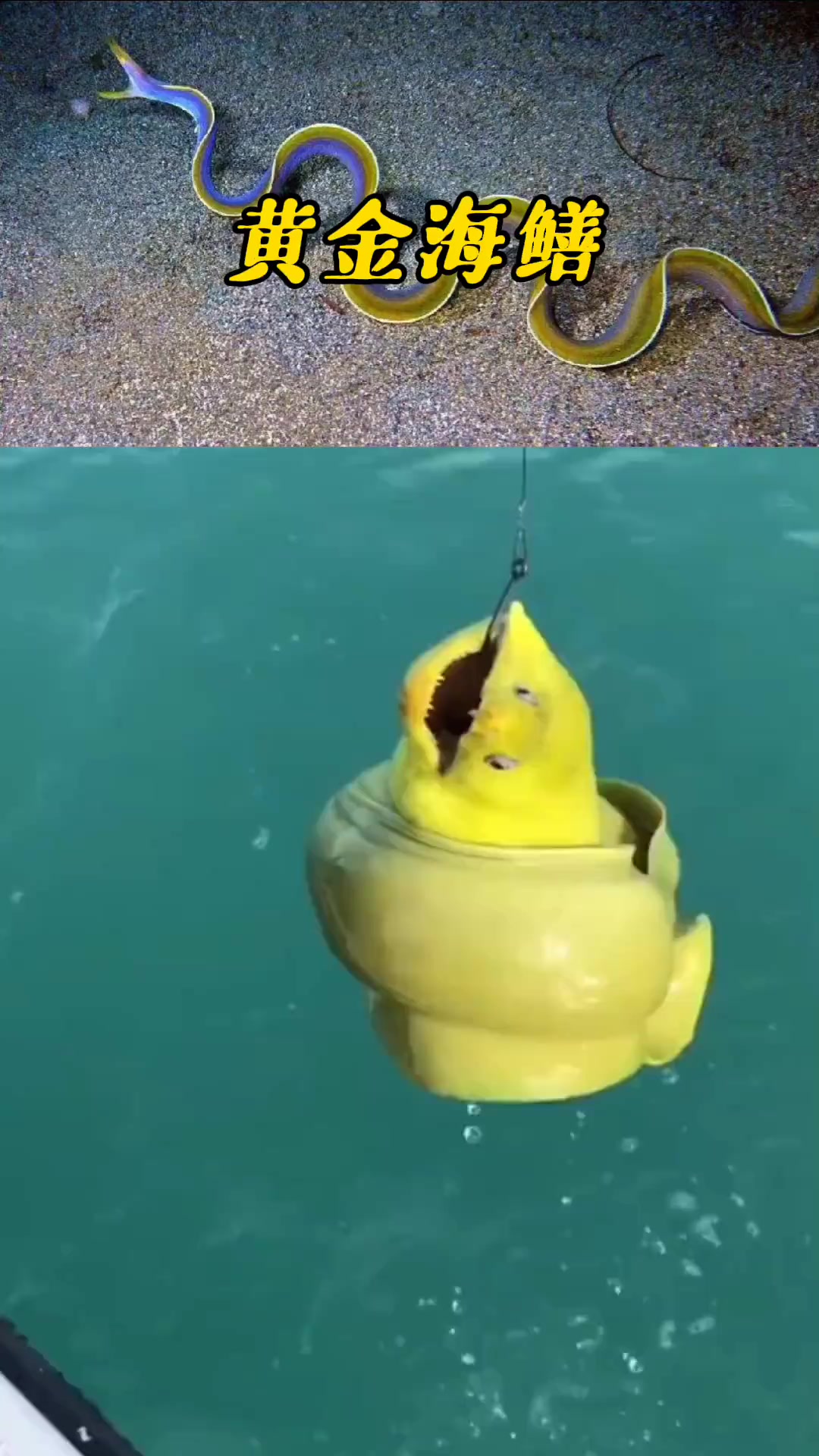 黄金圣斗士海鳝金色战袍更加凸