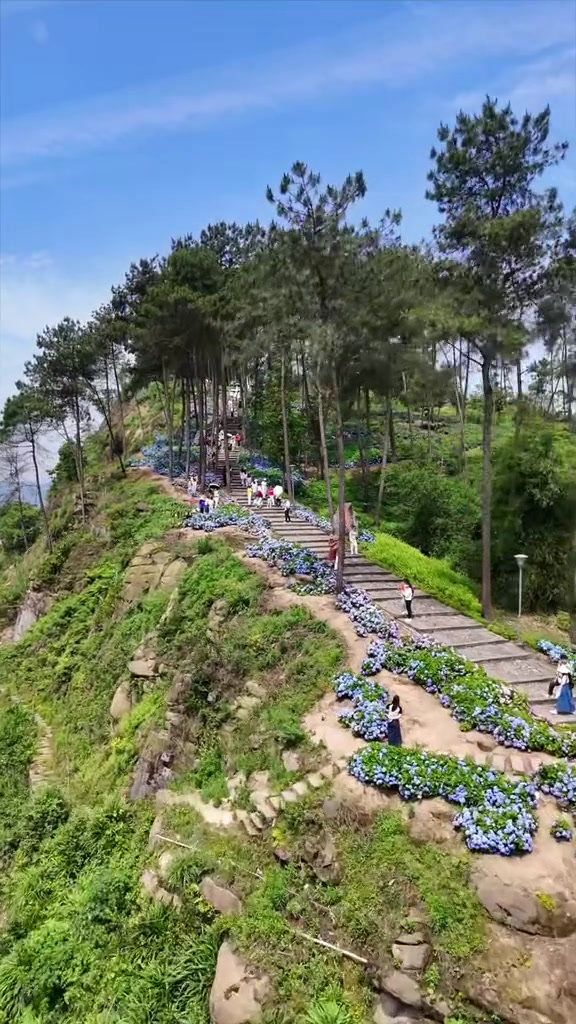 北山坪的绣球花开了,北山坪又迎来了人来人往的时刻,快约上小伙伴一起
