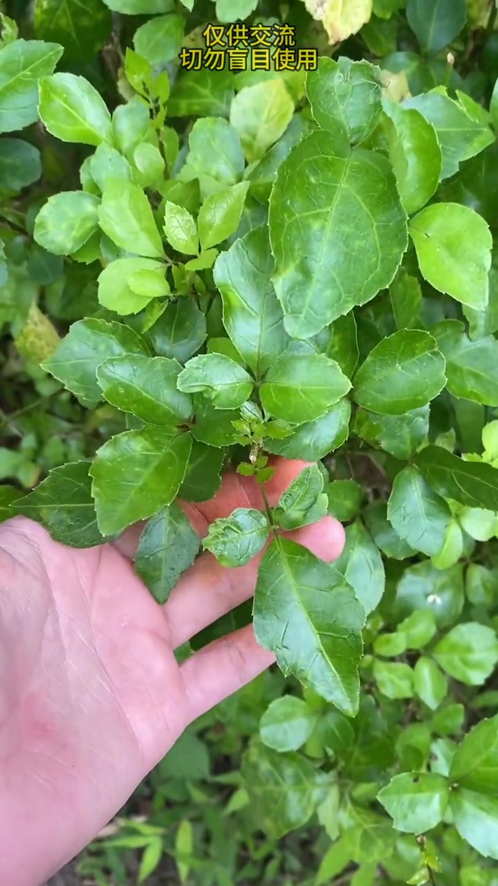 潮汕人基本都认识的苦刺~ 潮汕青草 潮汕青草文化 植物科普 苦刺 一起