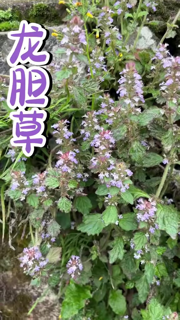 开着紫色花的龙胆草 潮汕青草 植物科普 龙胆草 一起学习 认识一下