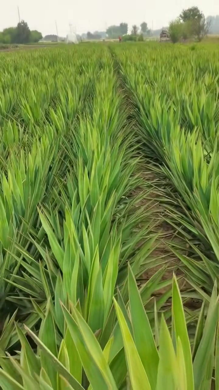 剑麻又名菠萝麻,天门冬科龙舌兰属,是一种多年生热带硬质叶纤维作物