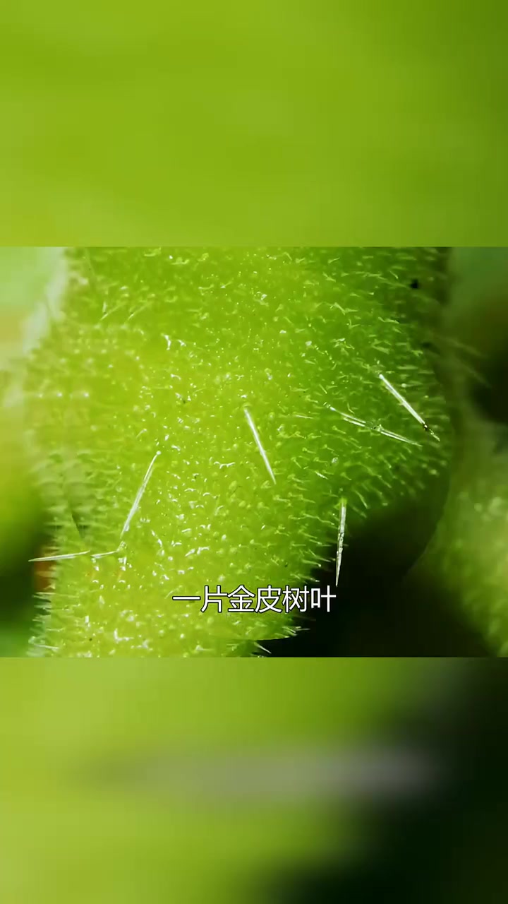 一片金树叶,就能让人活活疼死?