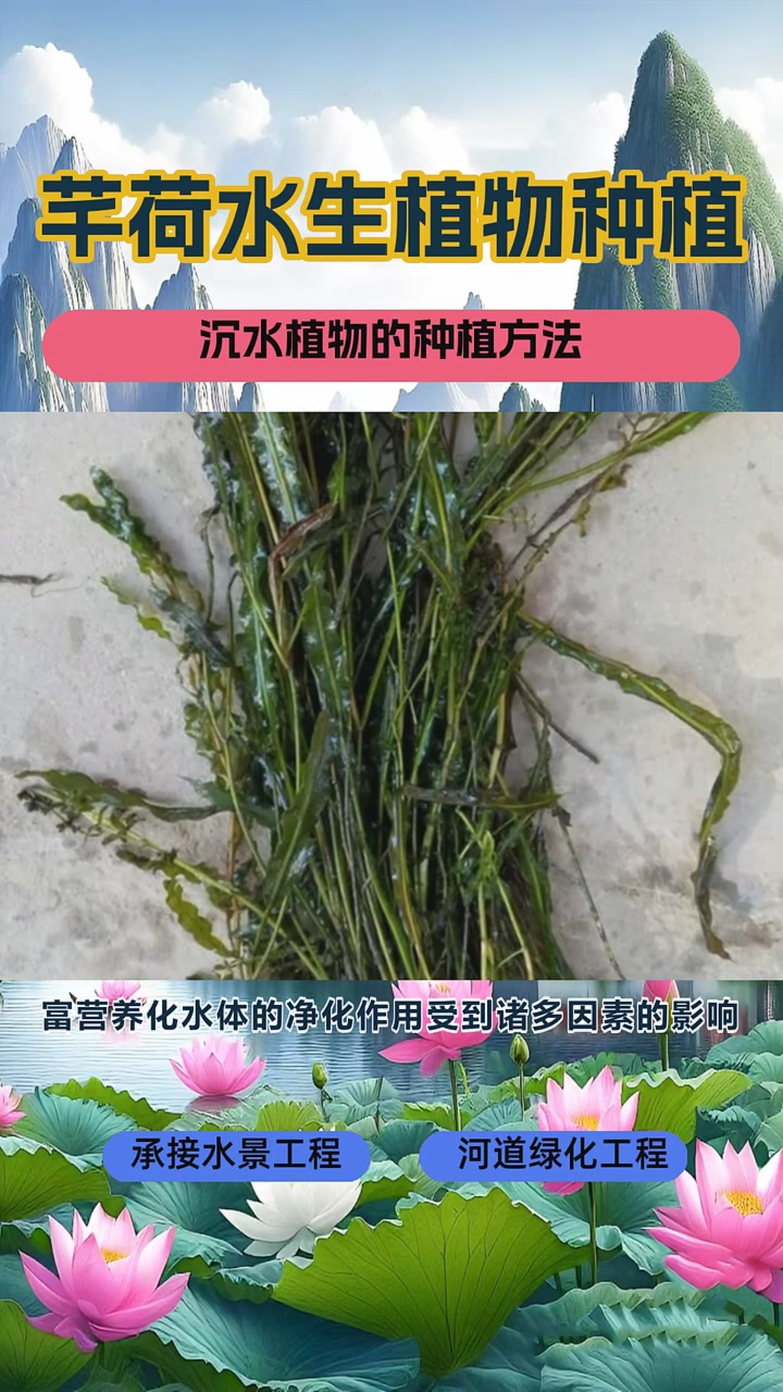 沉水植物基地