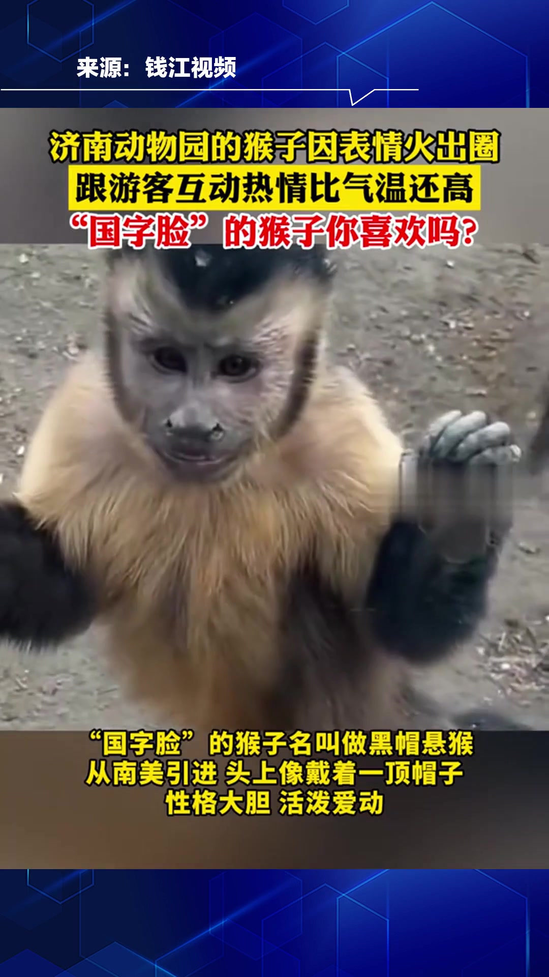 济南动物园的猴子因表情火出圈,"国字脸"的猴子你喜欢吗?-度小视