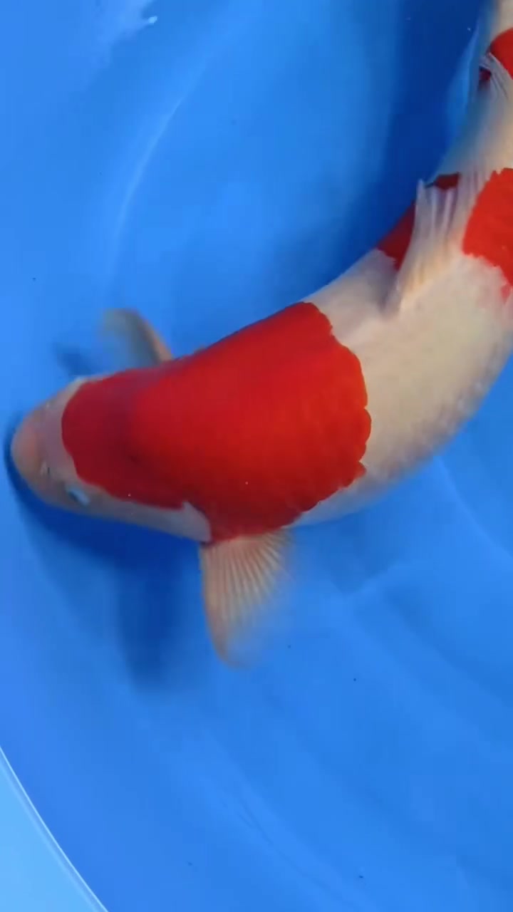 桃太郎真子红白,公鱼60厘米左右,独立证书