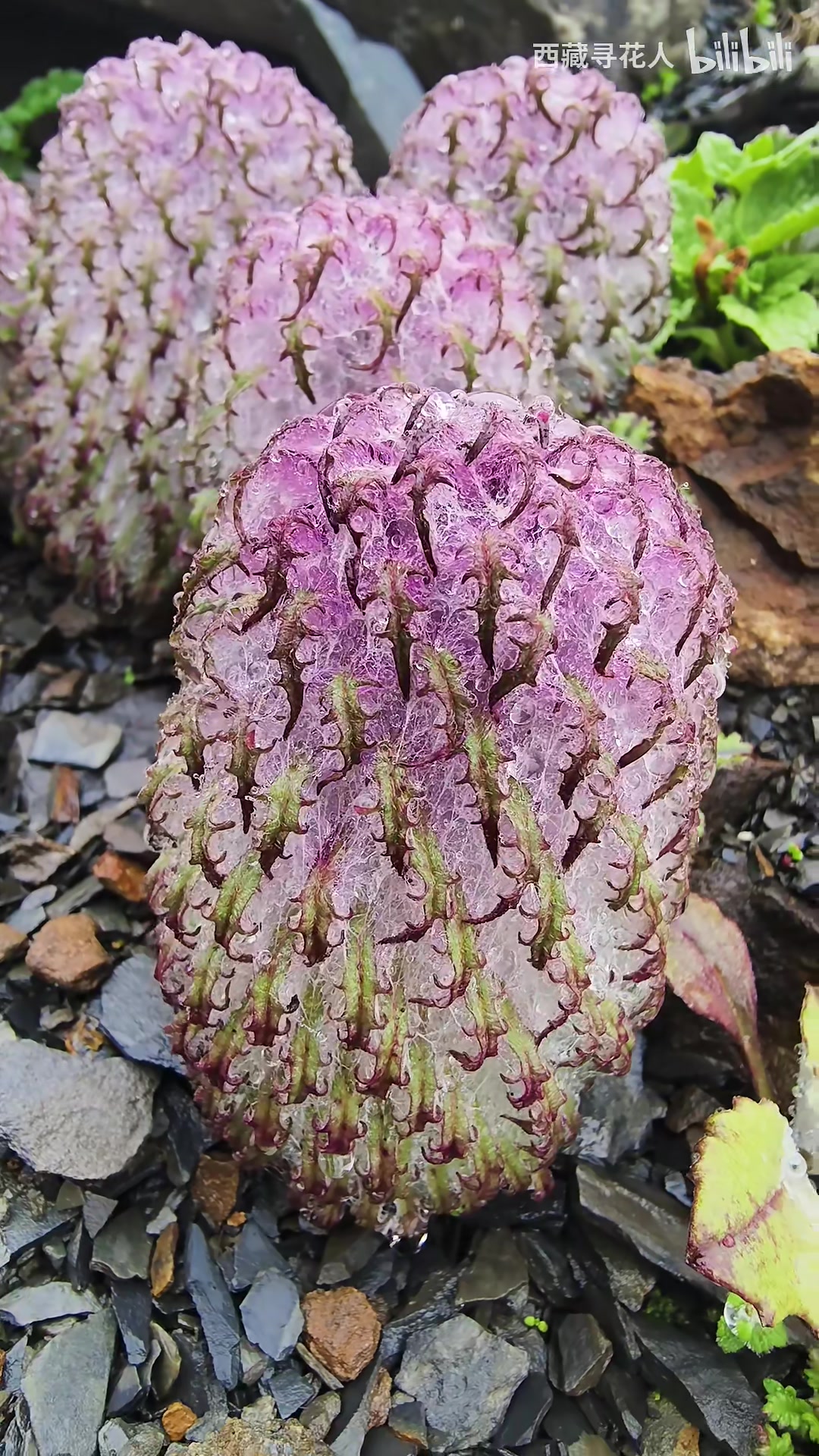 哈哈终于拍摄到了,稀有高原植物水母雪兔子