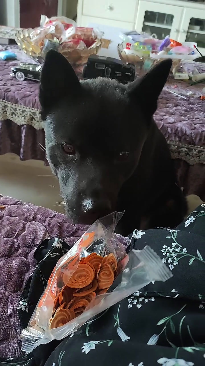 中华田园犬之五黑犬黑狗黑舌十分罕见 霸气侧漏