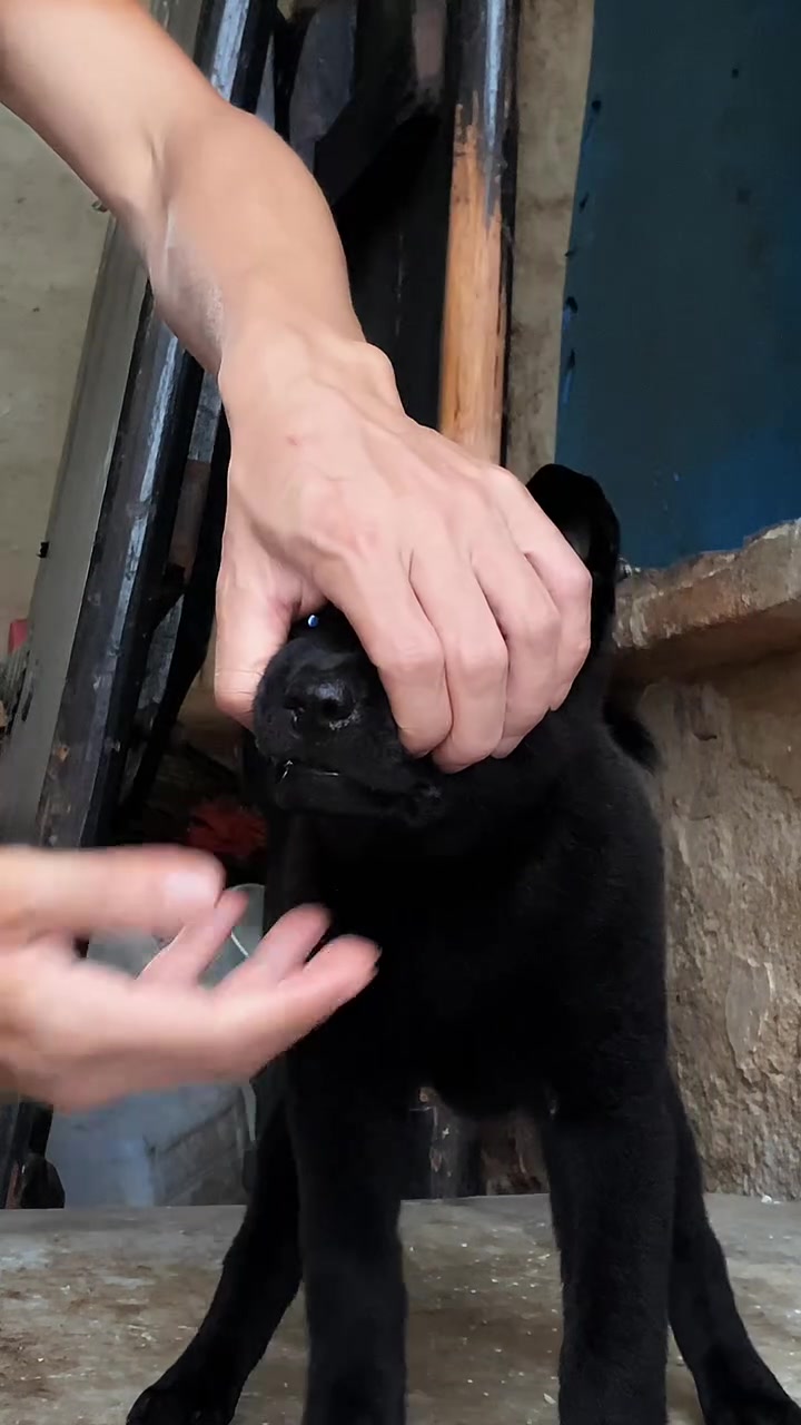 中华田园犬之五黑犬黑狗黑舌十分罕见 霸气侧漏