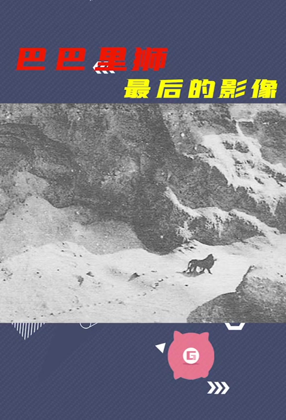 巴巴里狮最后的影像,曾经世界上最大的狮子有点凄凉