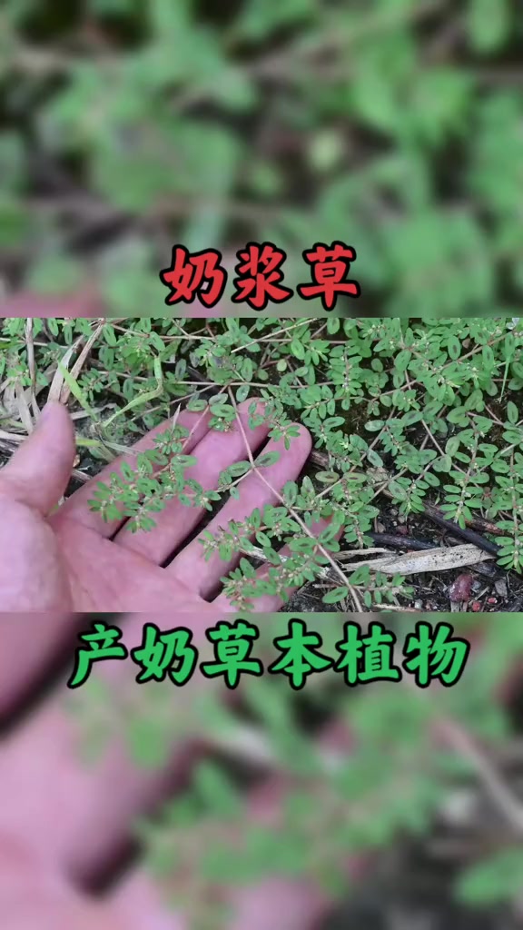 草本植物能产奶,农村俗称"奶浆草",厉害的妙用您知道吗?
