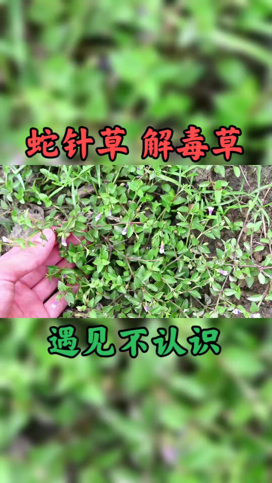 农村的蛇针草是个宝,被称为"解毒草",药材市场鲜草一斤20元