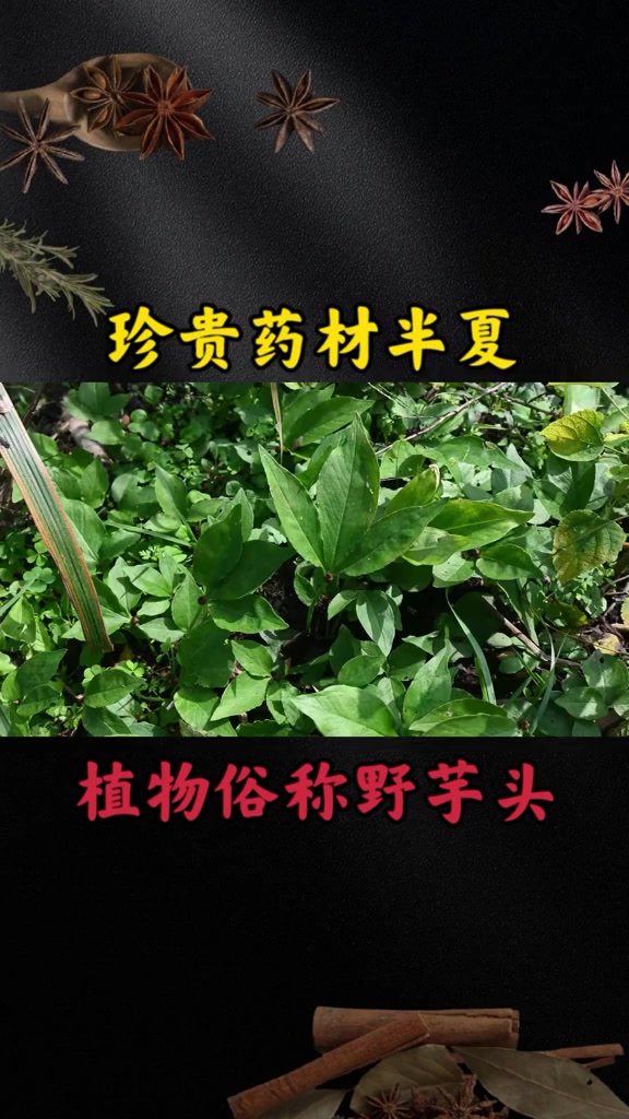 珍贵药材半夏俗称"野芋头",植物号称"毒王草",切记莫误食!