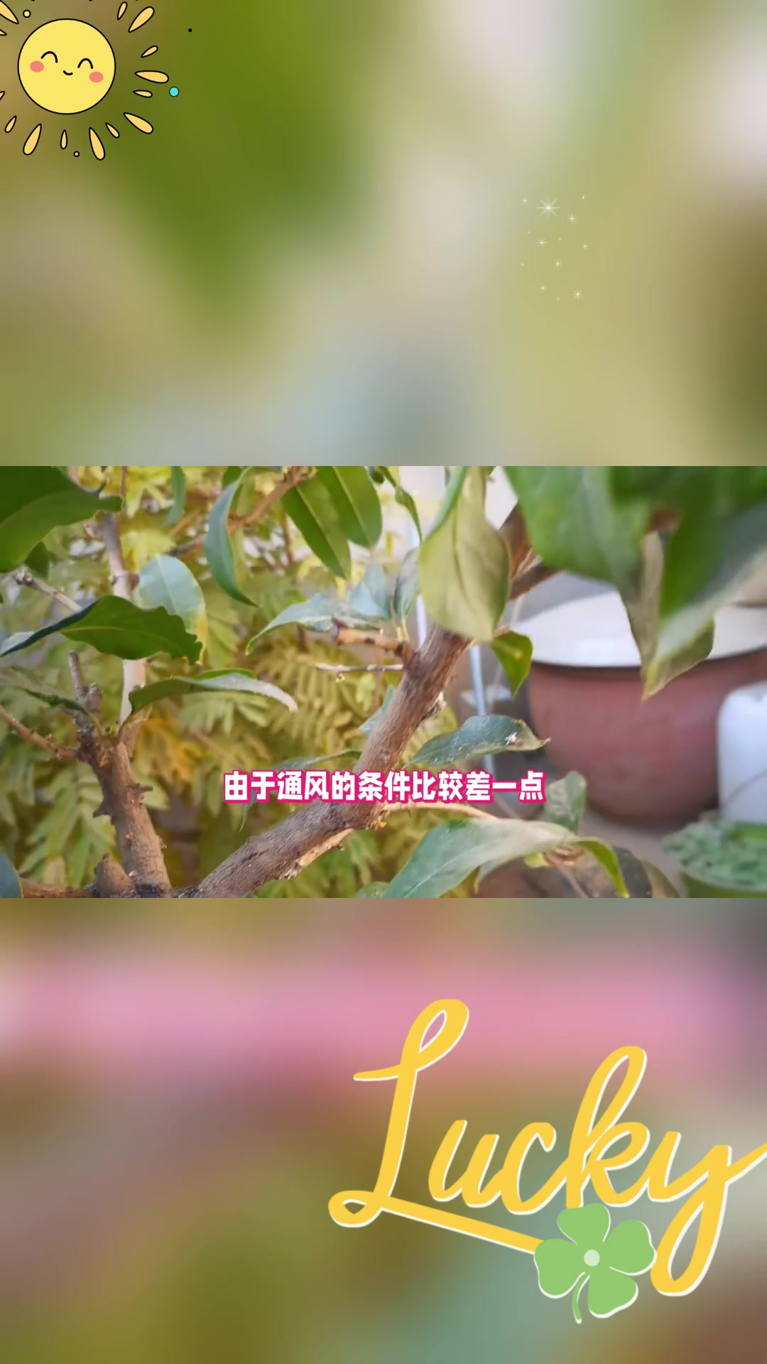 蚧壳虫对桂花树的危害与防治措施