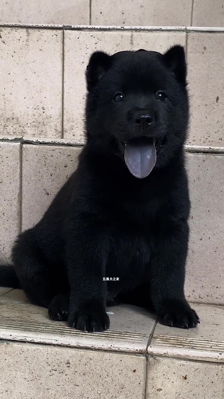 中华田园犬之五黑犬黑狗黑舌十分罕见 霸气侧漏