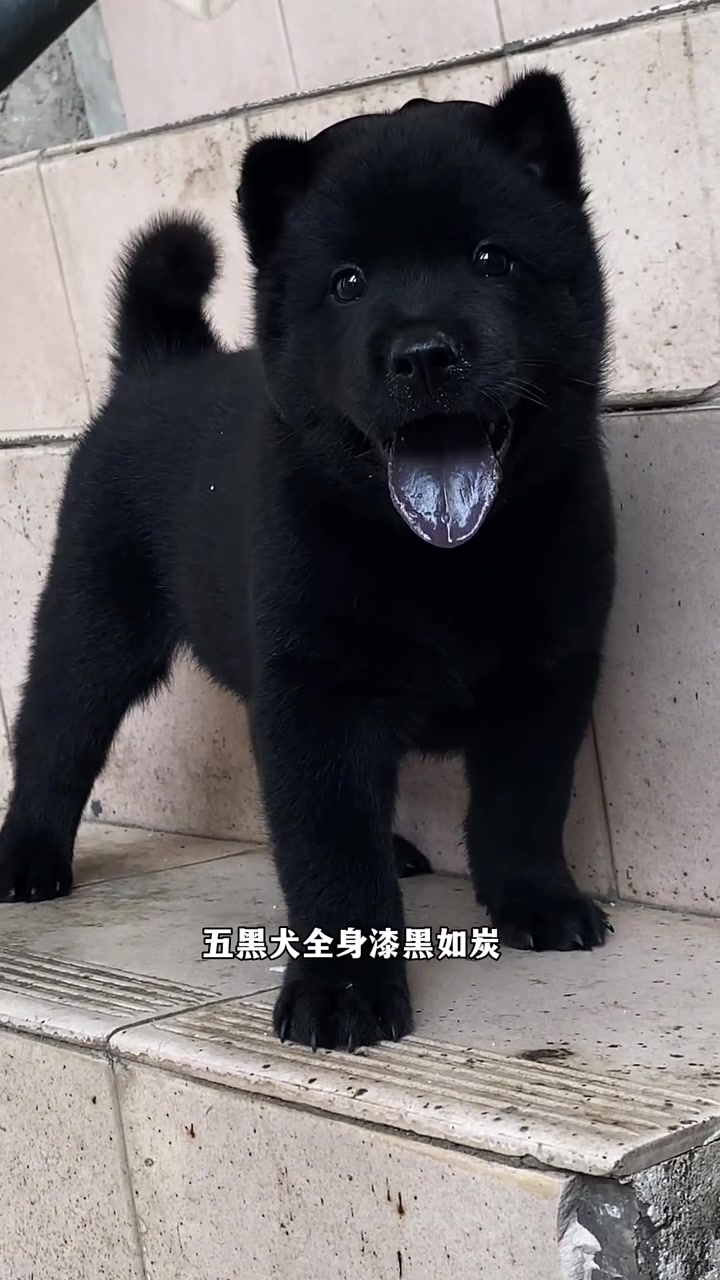 中华田园犬之五黑犬黑狗黑舌十分罕见 霸气侧漏