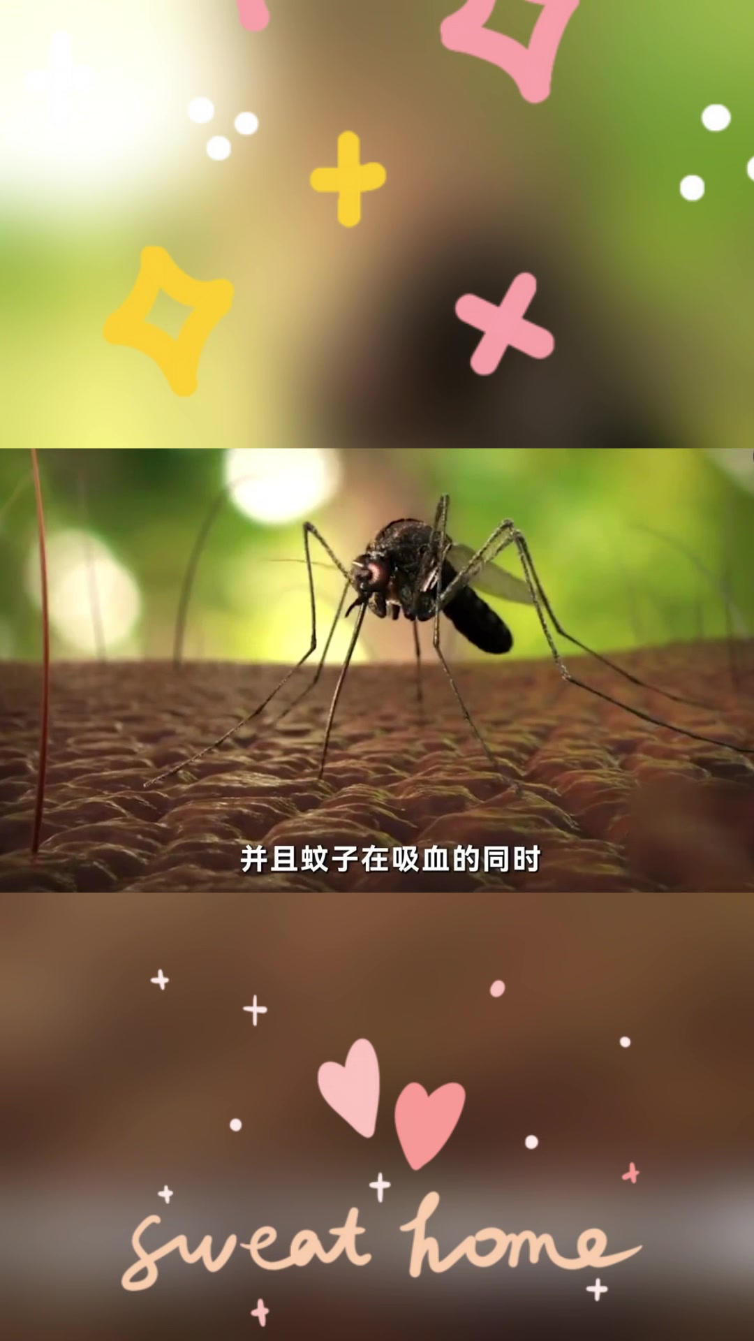苍蝇和蚊子打架,谁会更胜一筹?