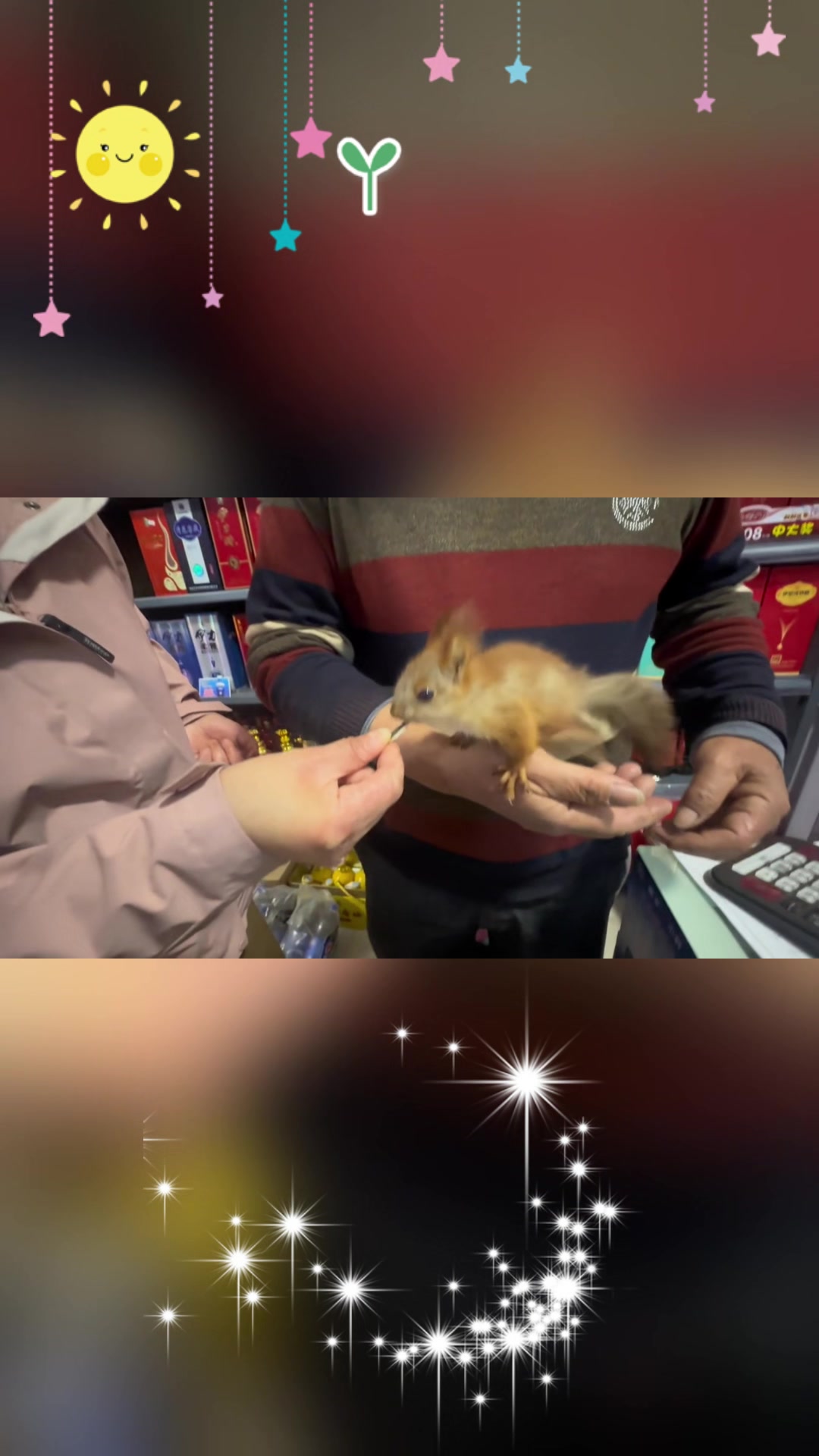 家养野生魔王松鼠现身新疆,萌态可掬惹人爱