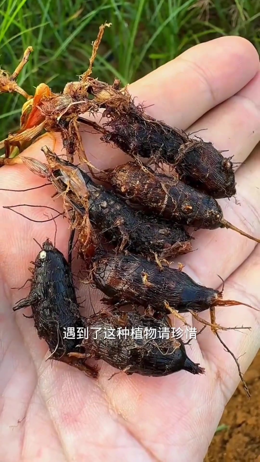 香附子 我的乡村生活