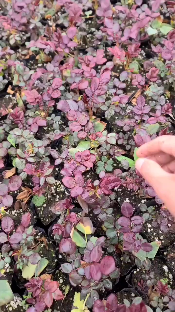 艾莎玫瑰 绯扇大花月季