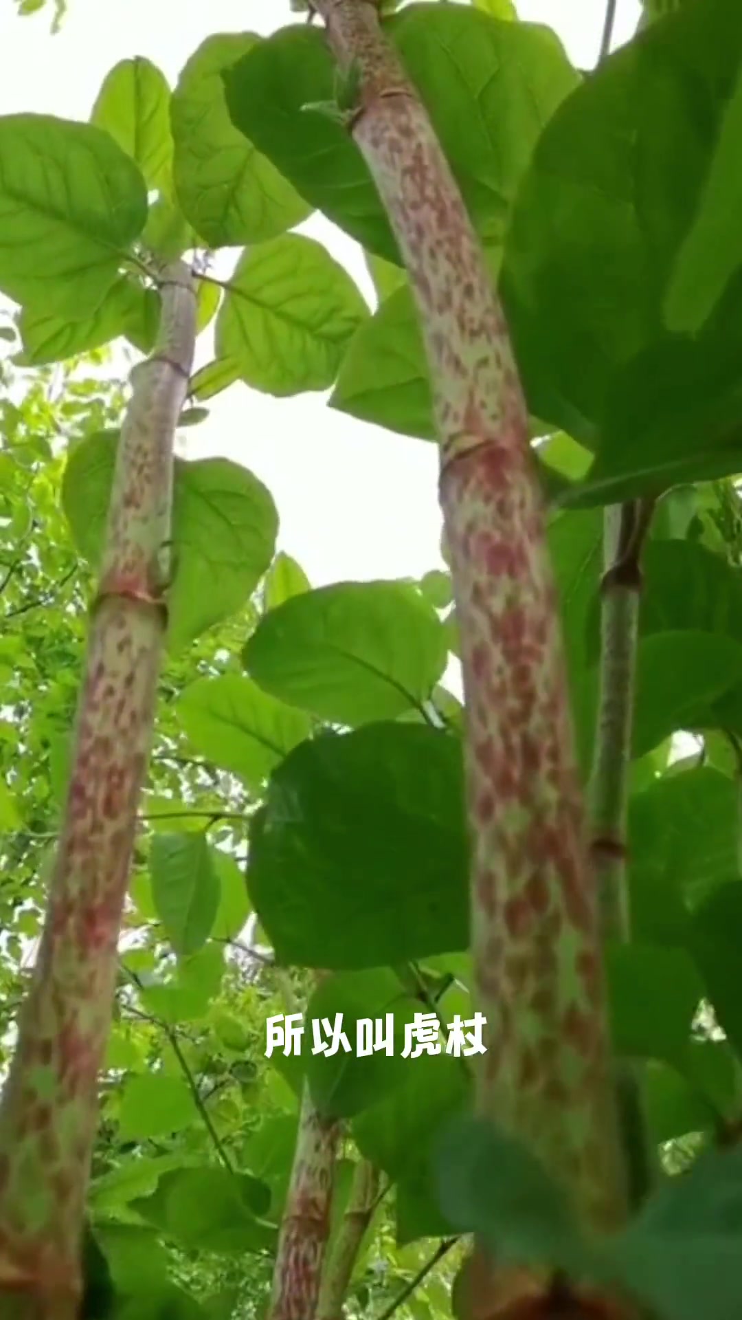 虎杖:嫩茎可以吃,叫做酸桐杆,这种植物您见过吗?你那里叫什么?