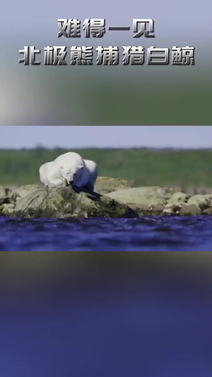 难得一见,北极熊捕猎白鲸
