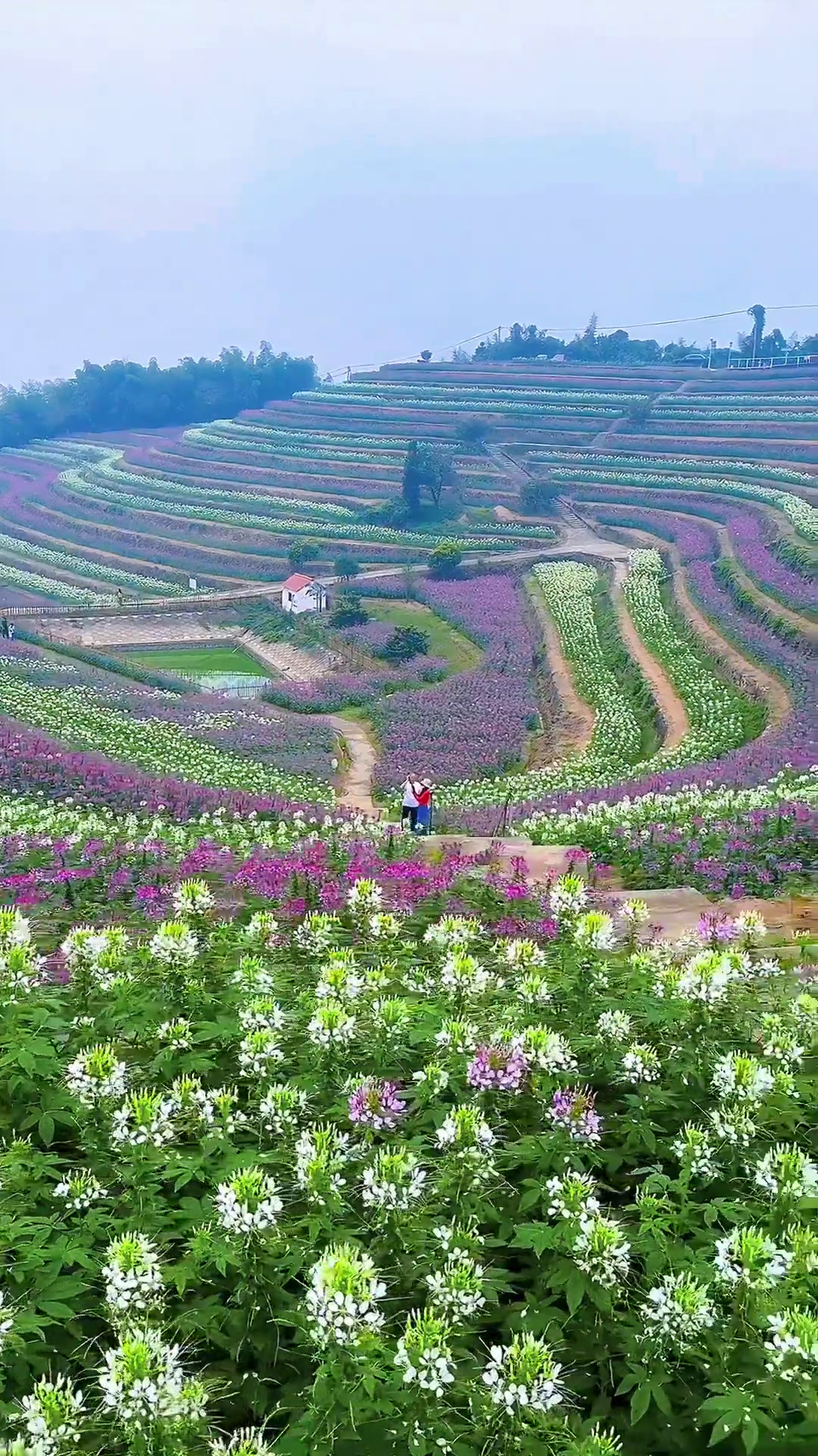 杭州五彩梯田花海,就在黑山顶,这么美的地方,这个国庆你真的不来看看!