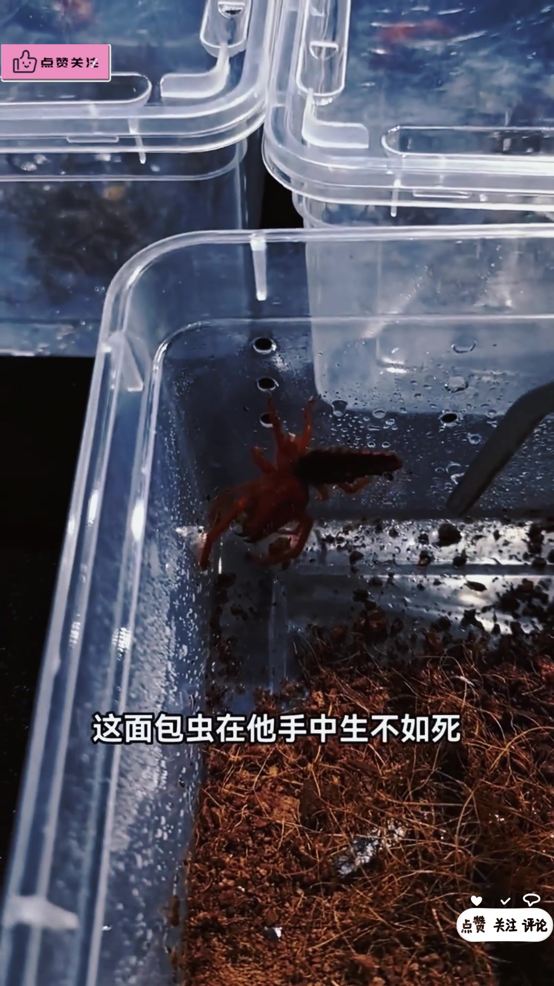 长相恐怖的避日蛛,雨林红刺客