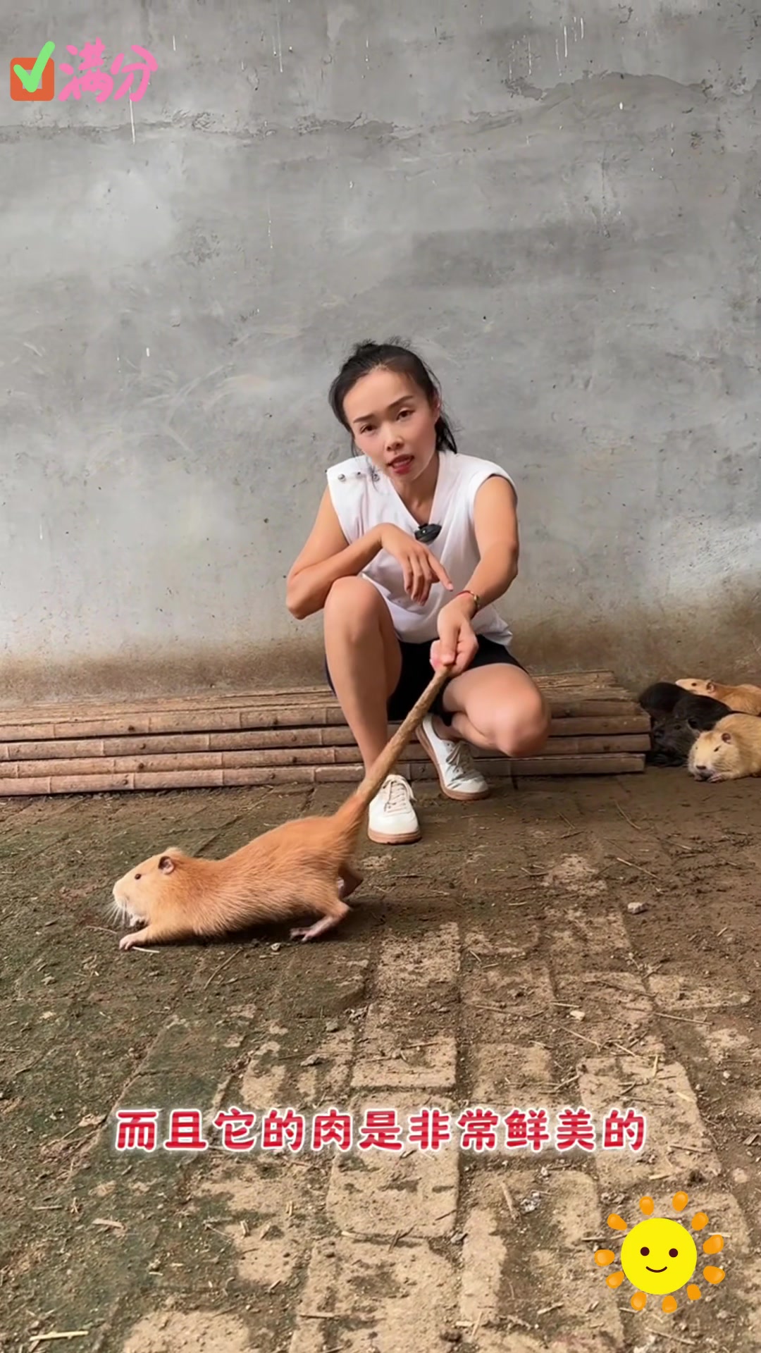 海狸鼠泛滥成灾,中国吃货为何无动于衷?