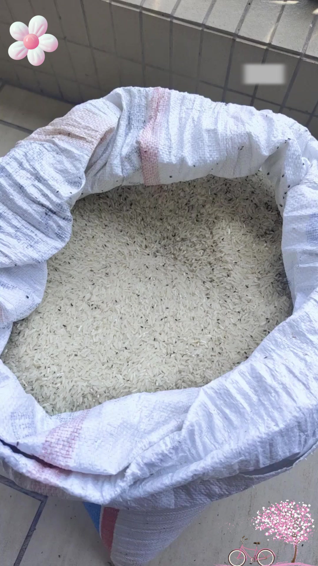 为什么会有米虫