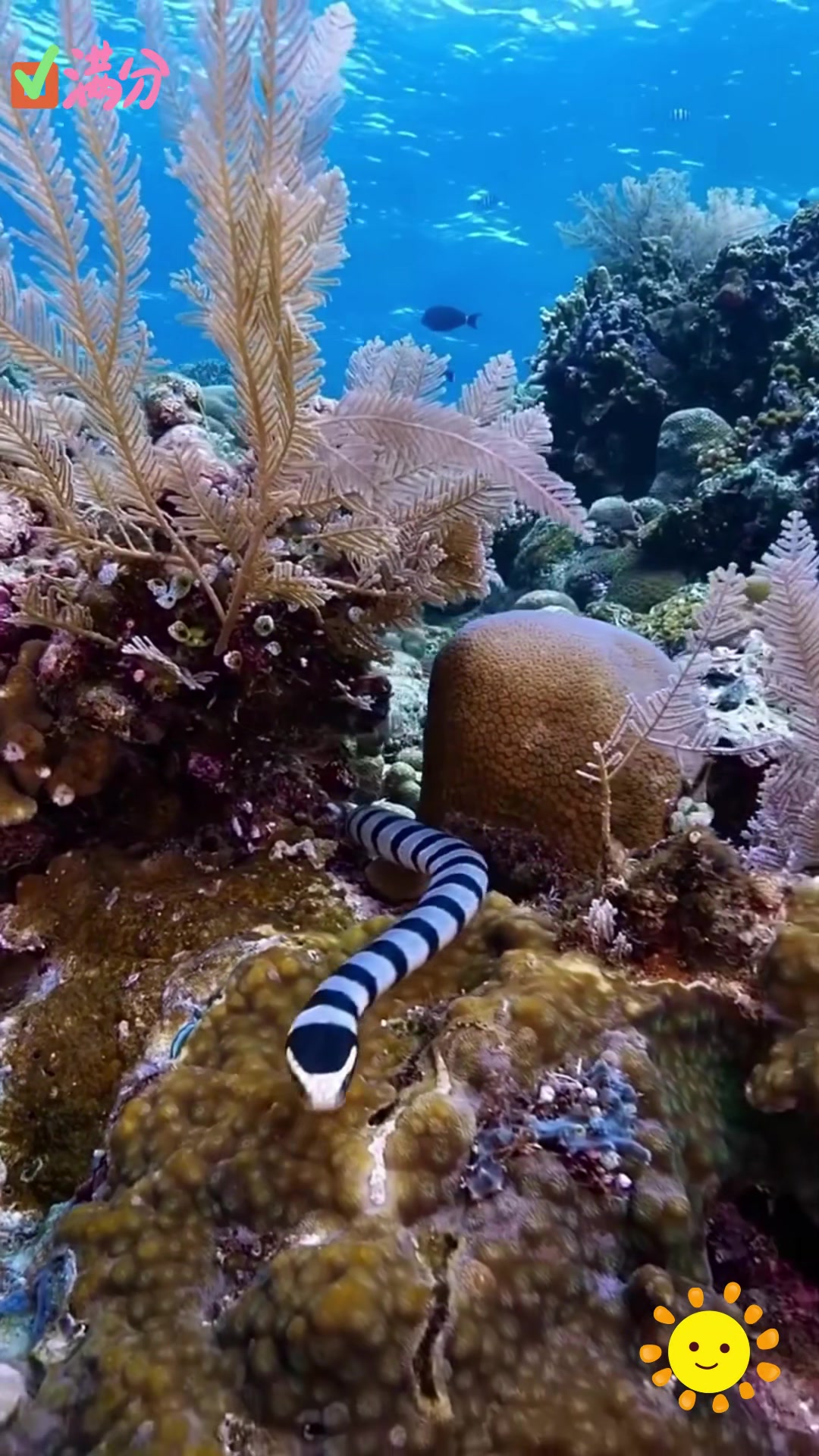 爱蛇潜水员必去!探秘泰国普吉岛的潜水胜地