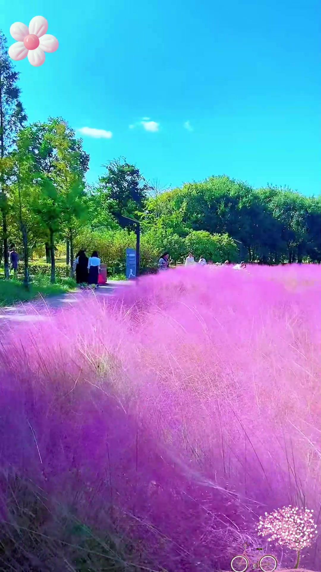 比花还美的粉黛乱子草,花语是美好