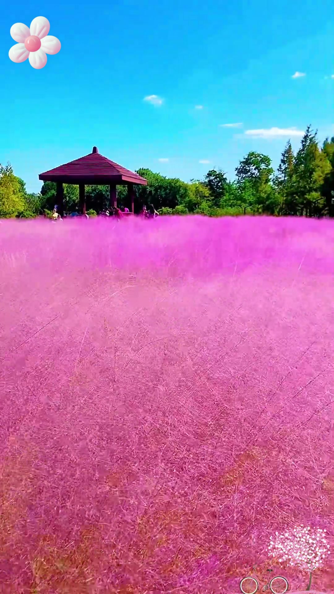 草比花美,粉黛乱子草花语:美好