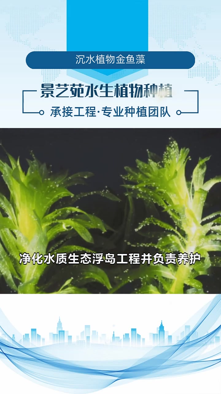 沉水植物金鱼藻